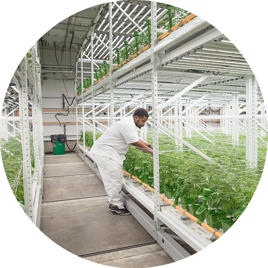 cannabis grow facility work envionment