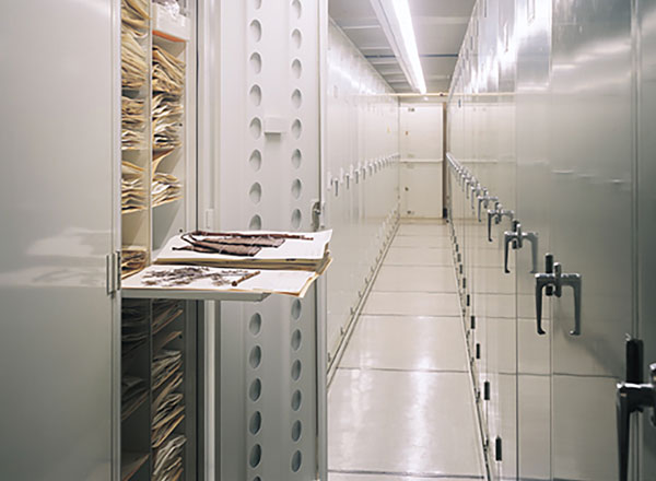 botany museum cabinet