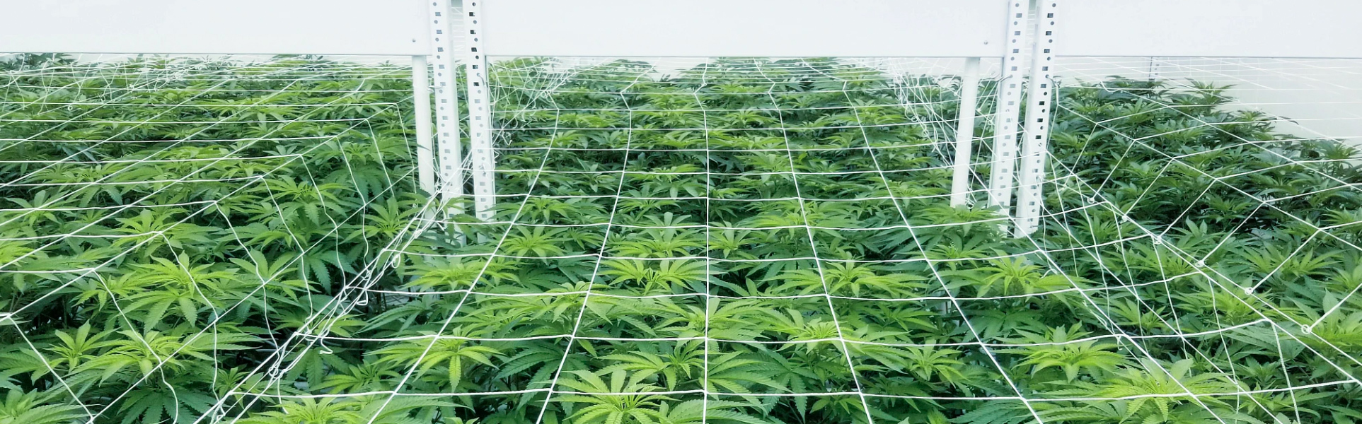 cannabis vertical grow racking