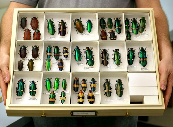 entomology museum cabinet