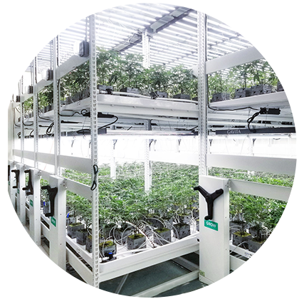 indoor cultivation protect plants