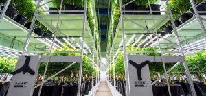 legal cannabis grow room vertical racking