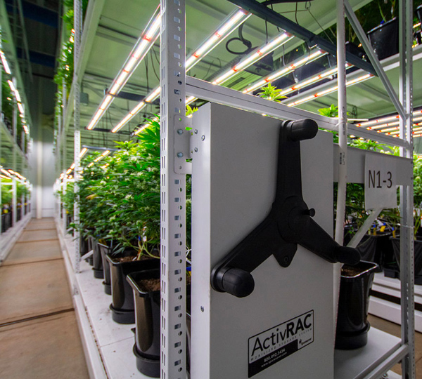 sustainable cannabis growing vertical racking system